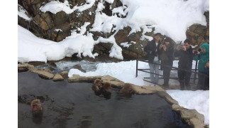 Chơi với những chú khỉ tuyết tại Công viên Khỉ Jigokudani, Nagano